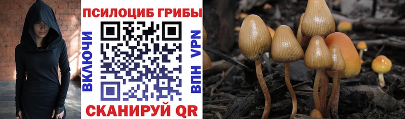 Галлюциногенные грибы Psilocybine cubensis  ссылка на мегу онион  Бодайбо  где купить  
